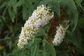 Summer lilac flowers, in the garden. Royalty Free Stock Photo