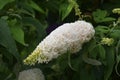 Summer lilac flowers, in the garden. Royalty Free Stock Photo