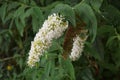 Summer lilac flowers, in the garden. Royalty Free Stock Photo