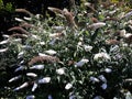 Flowers of Buddleja Davidii White Profusion. Royalty Free Stock Photo