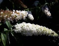 Flowers of Buddleja Davidii White Profusion. Royalty Free Stock Photo