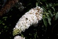 Flowers of Buddleja Davidii White Profusion. Royalty Free Stock Photo