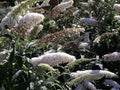 Flowers of Buddleja Davidii White Profusion. Royalty Free Stock Photo