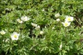 Flowers and buds of Anemonoides sylvestris Royalty Free Stock Photo