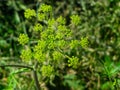 Flowers and buds on blooming Siberian Hogweed, Heracleum sibiricum, macro, selective focus, shallow DOF