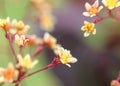 Flowers buds branch nature garden buds petal orange