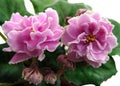 Flowers and buds of collection African violets `EK-Lyubasha`