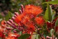Flowers and buds of a corymbia ficifolia `Baby Orange` tree