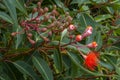 Flowers and buds of a corymbia ficifolia \'Baby Orange\' tree