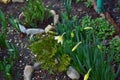Flowers and buds of daffodils next to the leaves of tulips on the flowerbed.
