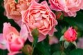 Flowers and buds of a delicate pink rose variety Marie Curie on the background of greenery in the garden on a bush Royalty Free Stock Photo