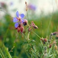 Flowers and buds of Geranium pratense