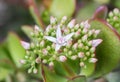 Flowers and buds of a jade tree