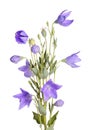 Flowers, buds and leaves of balloon flower on white