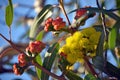 Flowers and buds of the mallee gum tree Eucalyptus erythrocorys Royalty Free Stock Photo