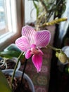 Flowers and buds of mini orchids. orchid in pink stripes at home.