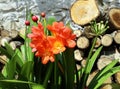 Flowers and buds of orange Clivia, evergreen plant native to southern Africa. Royalty Free Stock Photo