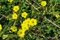 Flowers and buds of Oxalis pes-caprae (African wood-sorrel, sourgrass, Bermuda sorrel) Royalty Free Stock Photo