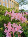 Flowers and buds of pink rhododendron on the background of a yellow building in the botanical garden of St. Petersburg Royalty Free Stock Photo