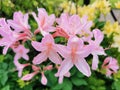 Flowers and buds of pink rhododendron in the botanical garden of St. Petersburg Royalty Free Stock Photo