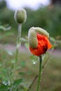 The flowers and buds poppy in raindrops Royalty Free Stock Photo