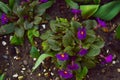 Flowers and buds of primroses next to the leaves of tulips on the flowerbed.