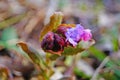 Flowers and buds of Pulmonaria with pink and purple petals Royalty Free Stock Photo