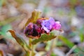 Flowers and buds of Pulmonaria with pink and purple petals Royalty Free Stock Photo