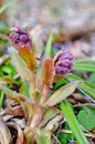 Flowers and buds of Pulmonaria with pink and purple petals Royalty Free Stock Photo