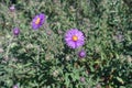 2 flowers and buds of purple Michaelmas daisies Royalty Free Stock Photo