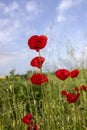 Flowers and buds of red poppies in the meadow. Blurred background. Sky in the clouds Royalty Free Stock Photo