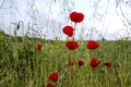 Flowers and buds of red poppies in the meadow. Blurred background. Sky in the clouds Royalty Free Stock Photo