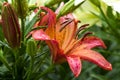 Flowers and buds of red terracotta Daylily in drops after the rain. Royalty Free Stock Photo