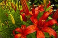 Flowers and buds of Saffron lilies growing in the flowerbed.