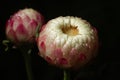 flowers and buds of sand immortelle with water drops Royalty Free Stock Photo