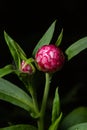 flowers and buds of sand immortelle with water drops Royalty Free Stock Photo