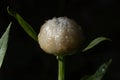 flowers and buds of sand immortelle with water drops Royalty Free Stock Photo