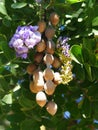 Flowers, Buds and Seed Pods of the Texas Mountain Laurel Tree Royalty Free Stock Photo