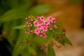 Flowers and buds of spirea Royalty Free Stock Photo