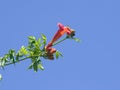 Flowers and buds of Trumpet creeper or Campsis radicans close-up against sky, selective focus, shallow DOF Royalty Free Stock Photo