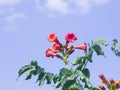Flowers and buds of Trumpet creeper or Campsis radicans close-up against sky, selective focus, shallow DOF Royalty Free Stock Photo