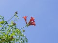 Flowers and buds of Trumpet creeper or Campsis radicans close-up against sky, selective focus, shallow DOF Royalty Free Stock Photo