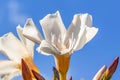 The flowers and buds of a white Nerium oleander stand out against the blue sky Royalty Free Stock Photo