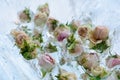 Flowers and buds of white and pink roses frozen in pieces of ice. Natural background