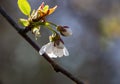 Flowers and buds of wild cherry Prunus avium with fresh leaves Royalty Free Stock Photo