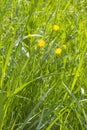 Flowers and buds of yellow buttercups in fresh springtime grassland