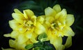 Flowers and buds of yellow tiger lilies on a dark natural background. Royalty Free Stock Photo