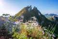 Flowers on Bukhansan mountains. Royalty Free Stock Photo