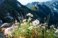 Flowers on Bukhansan mountains. Royalty Free Stock Photo