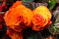 Luscious beauty double bold Begonia blooms rose-like orange